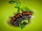 لعبة Caterpillar ﻭﺎﺴﻣﺍﺭﻮﻧﺎﺑ ﺔﻗﺮﻴﻟﺍ على الانترنت