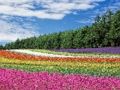 لعبة ﺎﻣﺍﺭﻮﻧﺎﺑ ﺔﻧﻮﻠﻤﻟﺍ ﺭﻮﻫﺰﻟﺍ ﺔﻘﻳﺪﺣ  على الانترنت