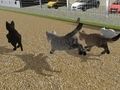 لعبة Cat Cat Race ﻞﻴﻐﺸﺘﺑ ﻢﻗ  على الانترنت