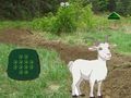 لعبة ﻞﻔﻄﻟﺍ ﻰﻠﻋ ﺭﻮﺜﻌﻟﺍ ﺰﻋﺎﻤﻟﺍ  على الانترنت