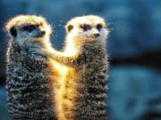 لعبة Meerkat ﺎﻣﺍﺭﻮﻧﺎﺑ ﻦﻴﺟﻭﺯ  على الانترنت