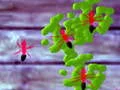 لعبة Smash Ants على الانترنت