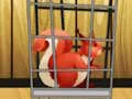 لعبة Rescue The Red Squirrel From Cage على الانترنت
