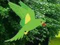 لعبة Parrot Find The Nest على الانترنت