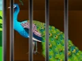 لعبة Liberate the Caged Beauty على الانترنت