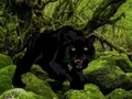 لعبة Escape from Black Panther Forest على الانترنت
