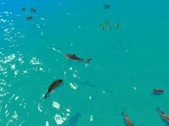 لعبة Hungry Shark Hunt على الانترنت