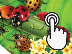 لعبة Ladybug Clicker على الانترنت