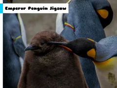 لعبة Emperor Penguin Jigsaw على الانترنت