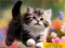لعبة Puzzle Sliding Kittens على الانترنت
