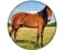 لعبة Animal Quiz على الانترنت