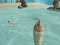 لعبة Shark Simulator Beach Killer على الانترنت