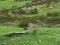 لعبة Pigeons Hunting على الانترنت