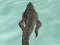 لعبة Crocodile Simulator Beach Hunt على الانترنت