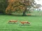 لعبة Hunted Fox على الانترنت