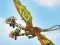 لعبة Dragons: Drachenrennen على الانترنت