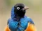 لعبة Animal Puzzle: Wildlife & Logic على الانترنت