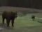 لعبة Bear Den على الانترنت
