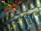 لعبة Fishing King على الانترنت