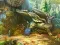 لعبة Notes from Fantasy Forest على الانترنت