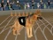 لعبة Crazy Dog Racing Fever على الانترنت