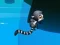 لعبة Jungle Jump على الانترنت