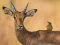 لعبة Wild Deer Jigsaw على الانترنت