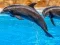 لعبة Sea Dolphin Jigsaw على الانترنت
