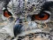 لعبة Wild owl Jigsaw على الانترنت