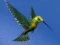 لعبة Hummingbird House Escape على الانترنت
