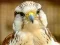 لعبة Gyrfalcon Jigsaw على الانترنت