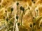 لعبة Poppy Bud Jigsaw على الانترنت