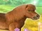 لعبة My Dear Pony على الانترنت