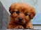لعبة Puppy Puzzle على الانترنت