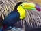لعبة Toucan Bird Jigsaw على الانترنت