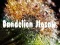 لعبة Dandelion Jigsaw على الانترنت