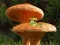 لعبة Mushroom Plant Land Escape على الانترنت