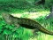 لعبة Lizard Forest Escape على الانترنت