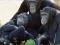 لعبة Funny Chimpanzee Jungle Escape على الانترنت