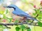 لعبة Hidden Spots Birds على الانترنت