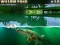 لعبة Willow Pond على الانترنت