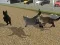 لعبة Run Cat Cat Race على الانترنت