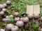 لعبة Lycoperdon Mushroom Land Escape على الانترنت