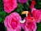 لعبة Precious Rose Escape على الانترنت