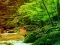 لعبة Peaceful Rainbow Forest Escape على الانترنت