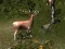 لعبة Sniper Hunting Deadly Animal على الانترنت