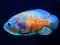 لعبة Tiger Fish Jigsaw على الانترنت
