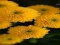 لعبة Chrysanthemums Jigsaw على الانترنت