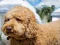 لعبة Labradoodle Jigsaw على الانترنت