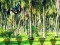 لعبة Rescue Tasmanian Tiger على الانترنت